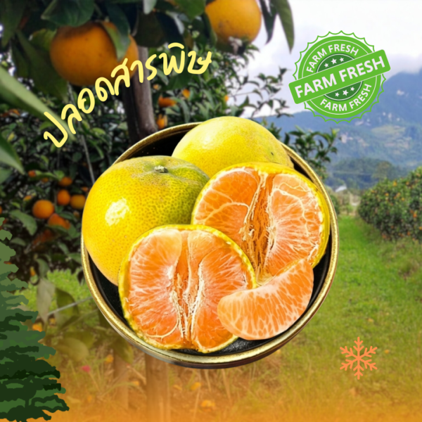 ส้มสายน้ำผึ้ง ปลอดสารพิษผิวอาจขรุขระ 450-500กรัม (ประมาณ3ลูกใหญ่) (ไม่ได้ปลอก)