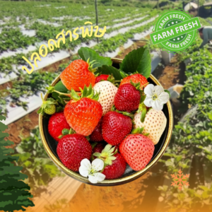 11 - 11 สตอเบอร์รี่ไทยพระราชทาน80 200กรัม (ประมาณ25-30ลูก)