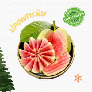 ฝรั่งกิมจูเนื้อแดง ปลอดสารพิษผิวอาจขรุขระ 1ลูก ประมาณ200g (ไม่ได้ปลอก)